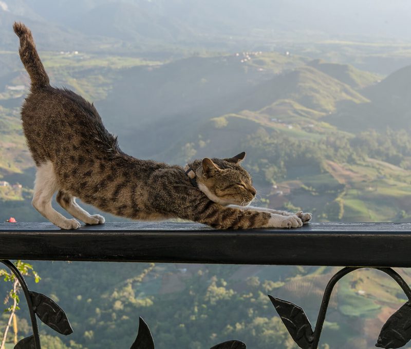 shutterstock_1152134852-1.jpg